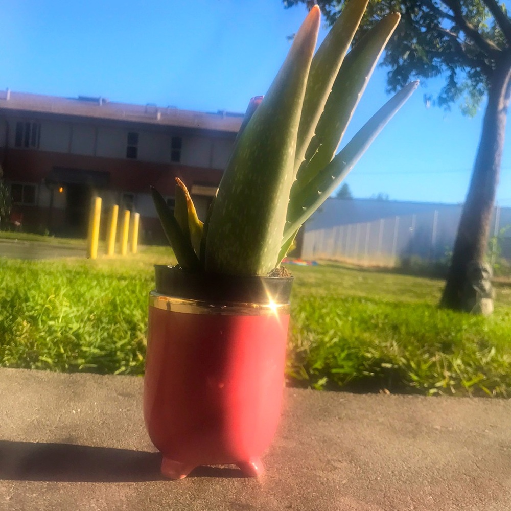 A pot for alavera